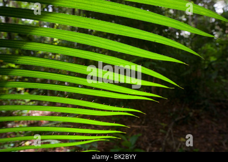 Der Daintree Regenwald in Nord-Queensland, Australien. Stockfoto