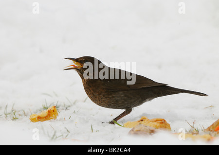 Amsel (Turdus Merula) weibliche im Schnee fressen gekochte Kartoffel, Oxfordshire, Vereinigtes Königreich. Stockfoto