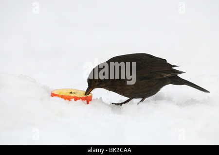 Amsel (Turdus Merula) Weibchen ernähren sich von Apple im Schnee, Oxfordshire, Vereinigtes Königreich. Stockfoto