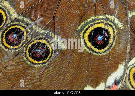 Blue Morpho Butterfly (Morpho Peleides) ruhen mit Flügel geschlossen, Nahaufnahme zeigt Eyespots, Südamerika Stockfoto