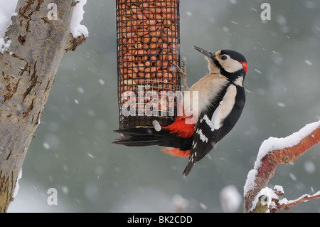 Buntspecht (Dendrocopos großen) auf Erdnuss Feeder im Schnee, Oxfordshire, Vereinigtes Königreich. Stockfoto