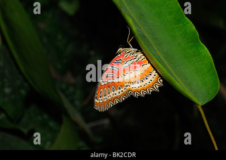 Malay Florfliege Schmetterling (Cethosia Biblis) ruht auf Blatt, ursprünglich aus Südasien Stockfoto