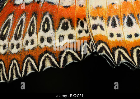 Malay Florfliege Schmetterling (Cethosia Biblis) Nahaufnahmen zeigen Muster auf der Unterseite des Flügels, ursprünglich aus Südasien Stockfoto