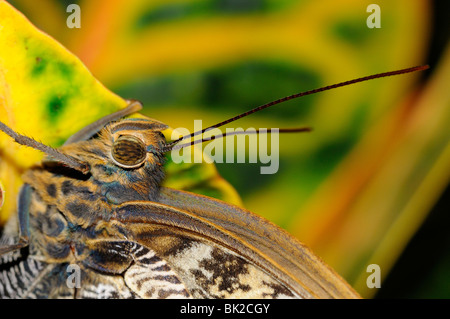 Butterfly (Caligo Memnon) Nahaufnahmen zeigen Eulenkopf und Antennen, Südamerika Stockfoto