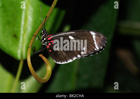 Postbote Schmetterling (Heliconius Melpomene) in Ruhe, gebürtig aus Südamerika Stockfoto