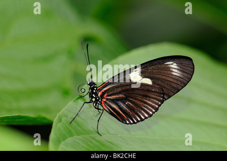 Postbote Schmetterling (Heliconius Melpomene) ruht auf Blatt, gebürtig aus Südamerika Stockfoto