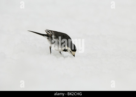 Trauerschnäpper Bachstelze (Motacilla Alba Yarrellii) im Schnee, auf der Suche nach Nahrung, Oxfordshire, Vereinigtes Königreich. Stockfoto