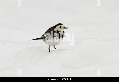 Trauerschnäpper Bachstelze (Motacilla Alba Yarellii) stehen im Schnee mit Nahrung im Schnabel, Oxfordshire, Vereinigtes Königreich. Stockfoto