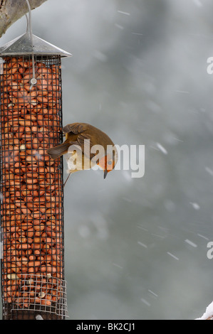 Robin (Erithacus Rubecula) auf Erdnuss Feeder im Schnee, Oxfordshire, Vereinigtes Königreich. Stockfoto