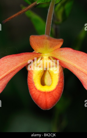 Hausschuh-Orchidee (Phragmipedium Arten) Nahaufnahme Blume Stockfoto