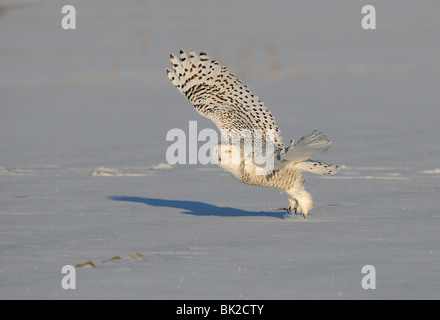 Schnee-Eule (Nyctea Scandiaca) Flug von Schnee bedeckten Boden, Quebec, Kanada Stockfoto