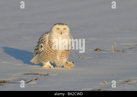 Schnee-Eule (Nyctea Scandiaca) zu Fuß auf Schnee bedeckten Boden, Quebec, Kanada Stockfoto
