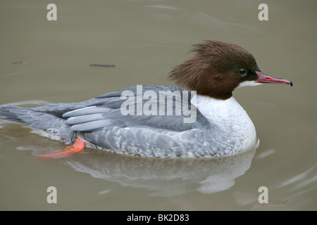 Eine weibliche Red-breasted Prototyp Ente schwimmen Stockfoto