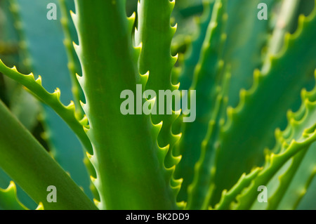 Nahaufnahme von Stacheldraht Stiele der Kranz Aloe Pflanze, Aloe Arborescens, Madeira, Portugal, EU, Europa Stockfoto