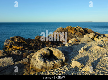 Lulworth Cove Dorset. Fossile Wald Stockfoto