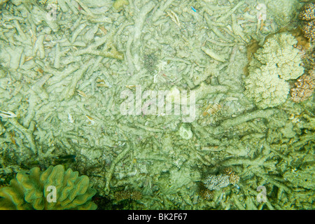 Tote Korallen am Great Barrier Reef vor Cairns, Queensland, Australien. Stockfoto