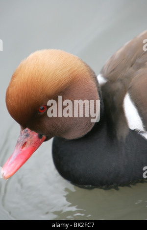 Eine rot-crested Tafelenten Ente schwimmen Stockfoto