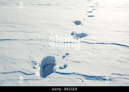 Fußspuren im Schnee Stockfoto