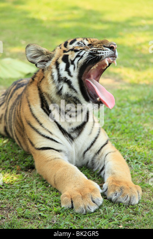 Schießen Sie auf Tiger Kingdom, eine touristische Attraktion in Chiang Mai, Thailand. Gleiche Anziehungskraft wie in Koh Samui und Pattaya Stockfoto