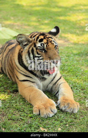 Schießen Sie auf Tiger Kingdom, eine touristische Attraktion in Chiang Mai, Thailand. Gleiche Anziehungskraft wie in Koh Samui und Pattaya Stockfoto