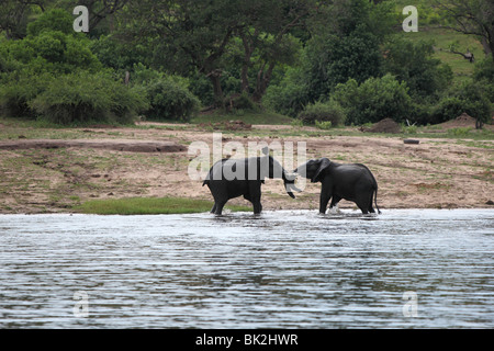 Zwei Elefanten spielen Kampf im seichten Wasser des Chobe Flusses in den Chobe National Park in der Nähe von Kasane, Botsuana Stockfoto