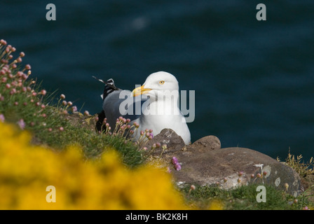 Silbermöwe auf Klippe mit Meer rosa und gelben Ginster Stockfoto