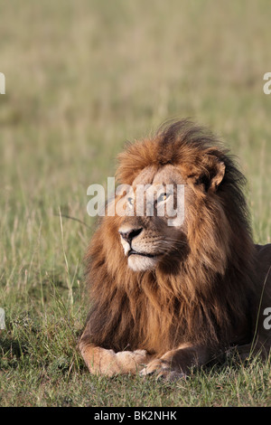 Porträt eines männlichen Löwen in Kenia Stockfoto