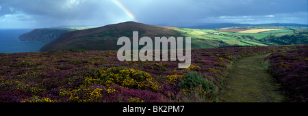 Topf mit Purpur und Gold, Holdstone, große Hangman, Exmoor Nationalpark, Großbritannien Stockfoto