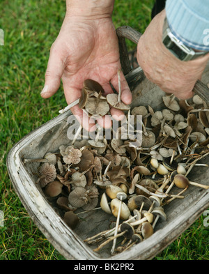 Pilze im Korb auf dem Rasen Stockfoto