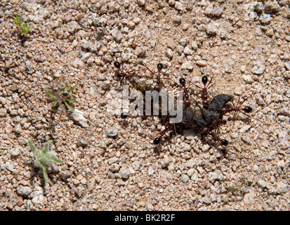 Ameisen arbeiten als ein Team tragen eine tote Raupe zurück in die Kolonie. Stockfoto