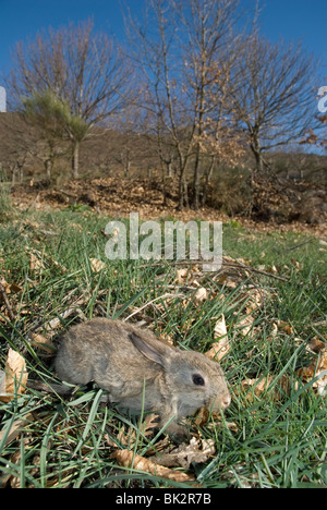 Junge Kaninchen (Oryctolagus Cuniculus) Stockfoto