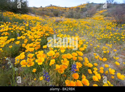 Ein großes Feld von Orangen und gelben Mohn und Wildblumen im Catalina State Park in der Nähe von Tucson, Arizona. Stockfoto