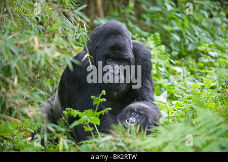 Mountain Gorilla Gorilla berengei berengei Männlichen Ruanda Afrika, durch Frtiz Polking/Dembinsky Foto Assoc Stockfoto