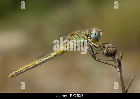 Rot-veined Darter (Sympetrum Fonscolombii) Stockfoto