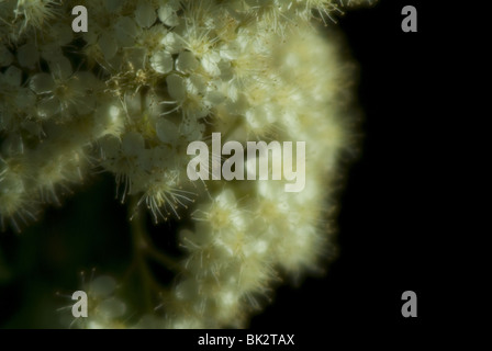 Blühende Rowan. Stockfoto