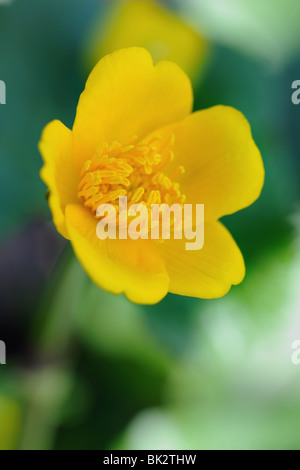 Caltha Palustris, allgemein bekannt als Sumpfdotterblumen oder Marsh Marigold Stockfoto
