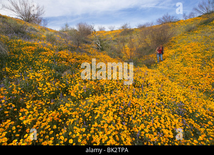 Ein großes Feld von Orangen und gelben Mohn und Wildblumen, das auf ewig geht. Eine Frau Fotograf geht unter ihnen. Stockfoto