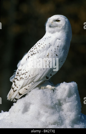 Große Schnee-eule Nyctea scandiacus Nordamerika, durch Überspringen Moody/Dembinsky Foto Assoc Stockfoto