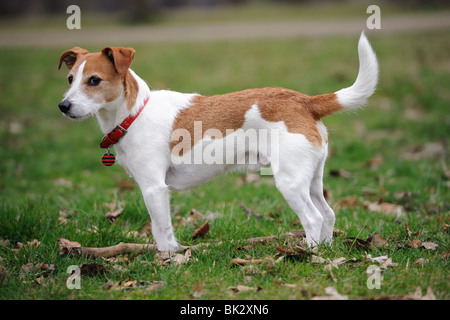 Parson Jack Russell Terrier stehend in einem park Stockfoto