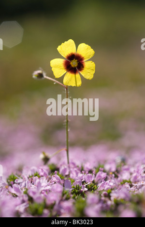 Gefleckte Rock-Rose (Tuberaria Guttata) Stockfoto