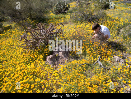 Ein großes Feld von Orangen und gelben Mohn und Wildblumen, das auf ewig geht. Ein kleiner Junge kniet man untersuchen. Stockfoto