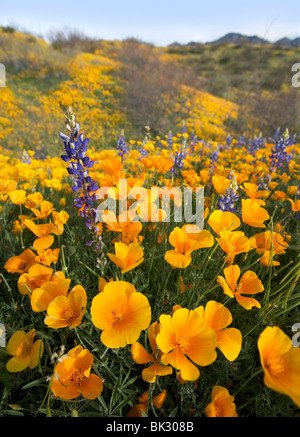 Ein großes Feld von Orangen und gelben Mohn, Lupine und Wildblumen, das auf ewig geht. Stockfoto
