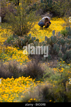 Eine Frau nimmt Bilder von Wildblumen in Arizona. Die Blüten sind mexikanische Mohn und blühen im Saguaro West National Park Stockfoto