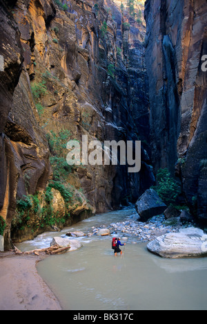 Wandern durch die Narrows des Zion Canyon entlang dem North Fork Virgin River im Zion Nationalpark, Utah. Stockfoto