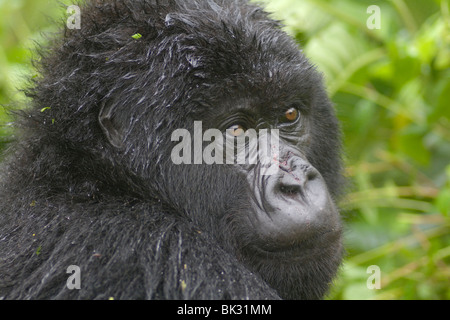 Berggorilla aus Susa Gruppe auf Vulkan Karisimbi, Virunga-Nationalpark, Ruanda. Erste Untersuchung über Affen hat Diane Fossey Stockfoto