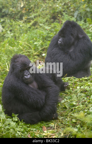 Berggorillas von Susa Gruppe auf Vulkan Karisimbi, Virunga-Nationalpark, Ruanda. Erste Untersuchung über Affen hat Diane Fossey Stockfoto