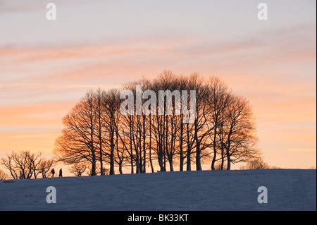 Buche bei Sonnenuntergang, Kent, UK Stockfoto