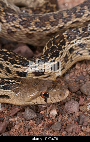 San Diego Gopher Snake, Pituophis Catenifer Annectens, ursprünglich aus Süd-Kalifornien und Baja California Stockfoto