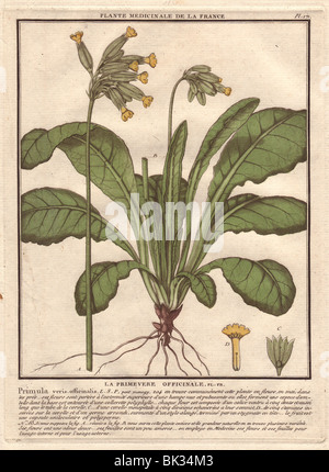 Primula Veris (Schlüsselblume). Stockfoto