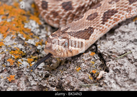 Westlichen Hognose Schlange, Heterodon Nasicus Nasicus, hinten-fanged Giftschlange, ursprünglich aus Kanada, USA, Südmexiko Stockfoto